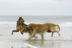 Ringerike blant landets dårligste på tilrettelegging for hundeeiere