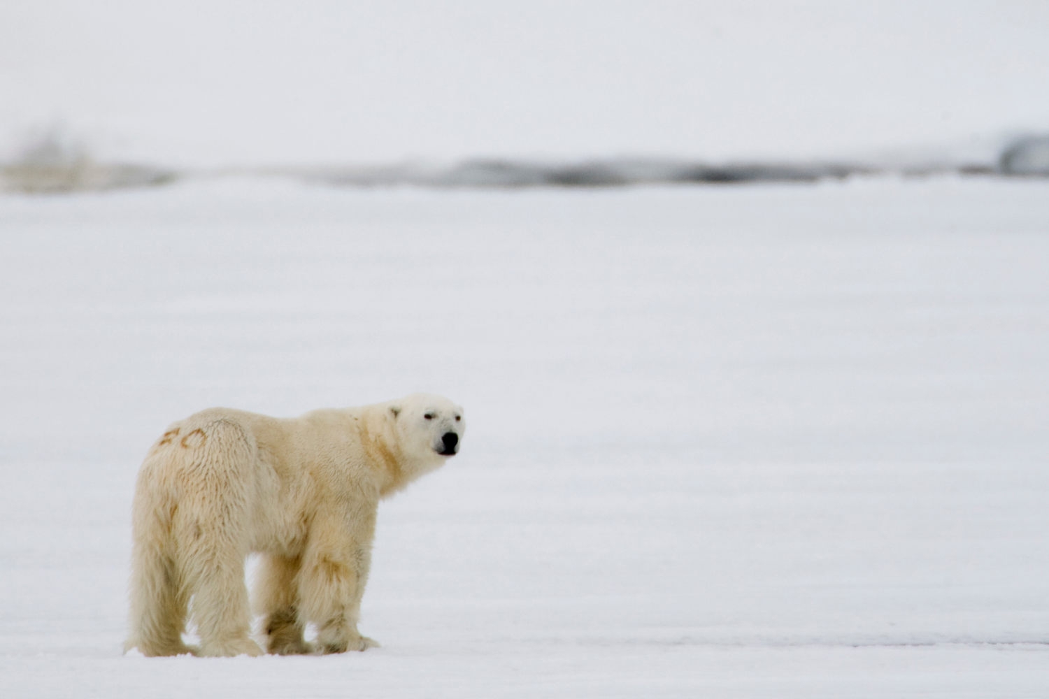 Mann døde etter isbjørnangrep på Svalbard