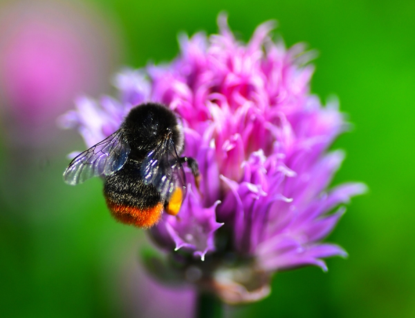 Det har blitt vanskelige levekår for humlene på Steinsletta de siste tiårene. Nå har det blitt plantet blomster for innsektene, og hele 13 humlearter var å finne i de nye blomsterengene.