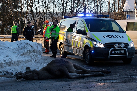 Elg påkjørt ved Esso´n på Jevnaker