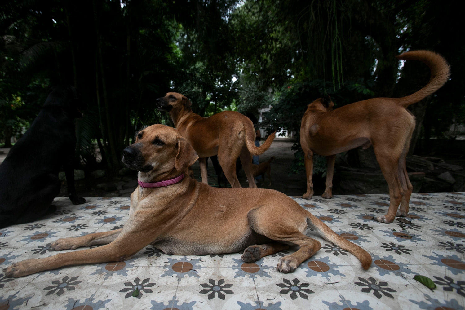 Gatehunden Lina og flere andre artsfrender på et senter for hjemløse hunder i Rio de Janeiro. 