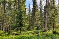 Eksempel på bledning i norsk skog.