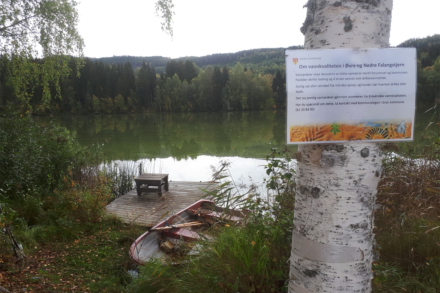 ADVARSEL MOT Å BADE: Giftige cyanobakterier har blomstret opp i Nedre Falangtjern på Hadeland, som følge av for mye tilførsel av fosfor fra jordbruk og avløp.