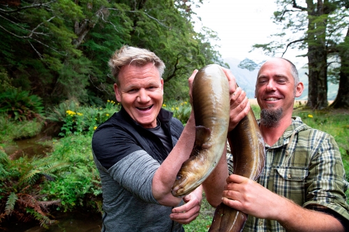 En fornøyd Gordon Ramsay med ål på New Zealand. «På eventyr med Gordon Ramsay» hadde premiere lørdag 10. august og sendes på National Geographic.